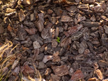 Çam kabuğunun dokusu ot yetiştirmeyi ve toprağı zenginleştirmeyi önlemek için bahçe işlerinde kullanılır. Sıfır atık, organik bahçe. Çam kabuğu parçalı bahçe yatakları. Tahta parçalarının doğal arkaplanı