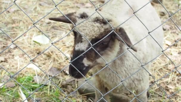 小羊在绿色的草地上看着铁栅栏后面 动物的感觉 孤独的小羊被锁在农场里 一只白羊在铁丝网篱笆后面的肖像 — 图库视频影像