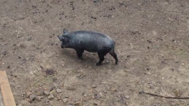 Yağmurlu bir günde bir yaban domuzu yiyecek aramak için çayırda yürür. Koyu saçlı domuz Sus Scrofa otlakta yiyecek arıyor.. 