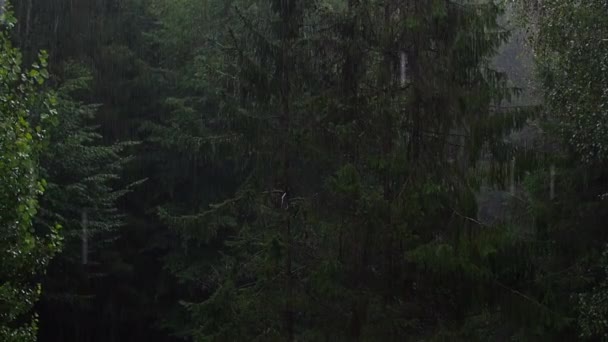 Regn Bakgrunden Kraftigt Regn Skogen Säsongsbakgrund Regnig Dag Den Täta — Stockvideo