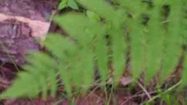 Ormanda taze yeşil eğrelti otu yaprakları. Eğreltiotu yapraklarına yakın, yaygın polipody. Eko tasarımı için bitkisel yemyeşil yaprak dokusu ve metin için boşluk. Seçici odak.