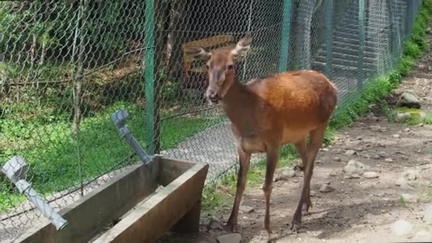 Red Deer Standing Iron Fence Eating Animal Feelings Deer Lonely — Stock Video