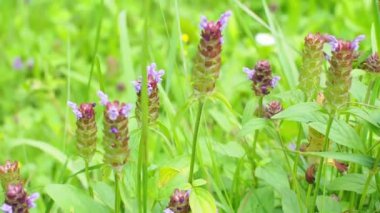 Bencillik Çiçekleri, Prunella vulgaris tarlada yetişiyor. Bal ve tıbbi bitkiler, Avrupa. Güneşli bir günde Prunella vulgaris 'in açması. Kendi kendini iyileştirir, marangozlar ot, esmer otlar ya da mavi bukleler