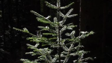 Doğal Noel ağacı arkaplan resmi. Ormandaki genç kozalaklı ağaç. Yeşil firavun ağacı yakın plan. Yeşil ladin fidanı. Doğa koruma alanı. İlkel ormanlarda ormanların yeniden ağaçlandırılması.