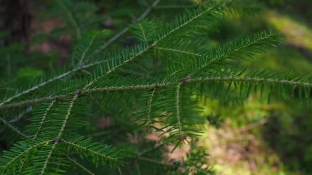 自然的圣诞节树背景图像 森林里的针叶树 绿杉树特写 云杉的绿色树苗 自然保护区的恢复 常绿原始森林中的再造林 — 图库视频影像