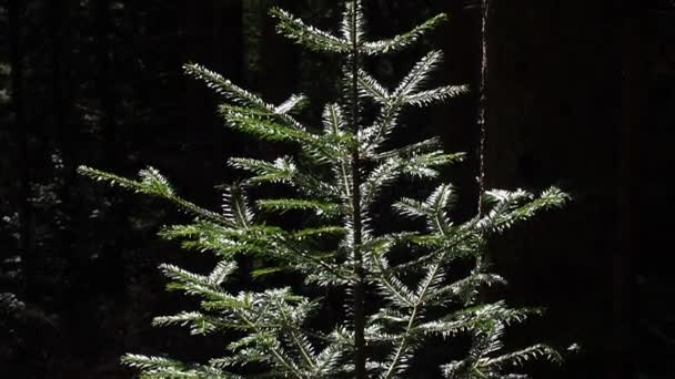 自然的圣诞节树背景图像 森林里的小针叶树 绿杉树特写 云杉的绿色树苗 自然保护区的恢复 常绿原始森林中的再造林 — 图库视频影像