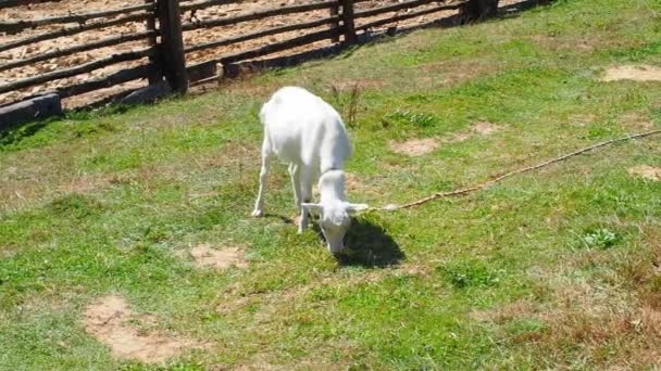 白山羊在绿草中吃草 山羊喂食时刻 在阳光灿烂的日子里 饥饿的动物在喀尔巴阡山脉里吃着青草 — 图库视频影像