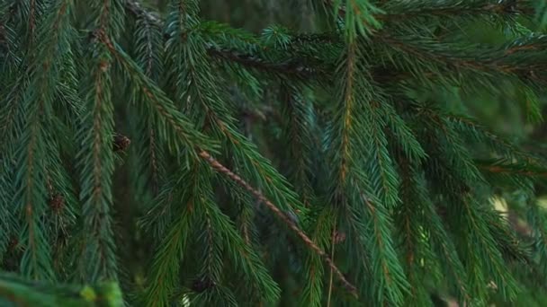 Természetes Karácsonyfa Háttér Kép Tűlevelű Erdőben Zöld Fenyőfa Közelkép Zöld — Stock videók