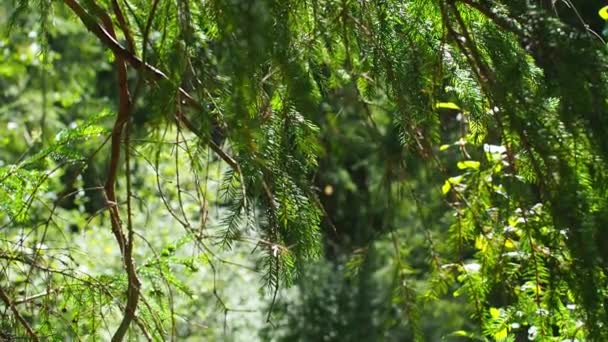 Натуральное Изображение Фона Рождественской Елки Молодое Хвойное Дерево Лесу Зеленая — стоковое видео