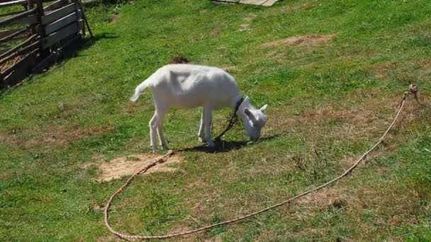 Beyaz Keçi Yeşil Çimlerde Otluyor Çiftçilik Yakın Plan Keçi Besleme — Stok video