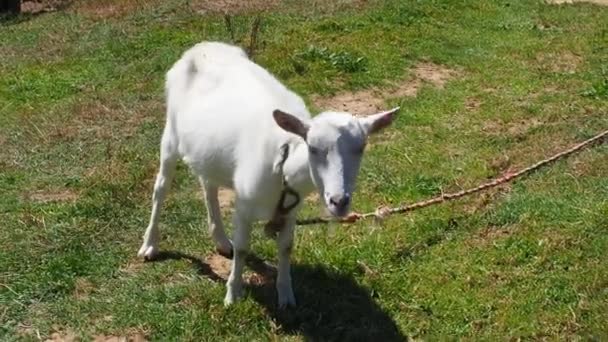 Cabra Branca Pastoreia Grama Verde Agricultura Close Momento Alimentação Cabras — Vídeo de Stock