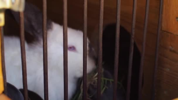 Une Personne Donne Herbe Lapin Dans Une Cage Animal Vivant — Video