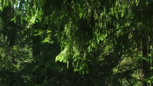 Натуральное Изображение Фона Рождественской Елки Молодое Хвойное Дерево Лесу Зеленая — стоковое видео
