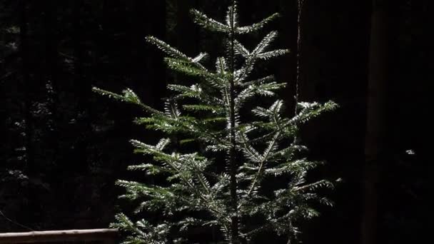 自然なクリスマスツリーの背景画像 森の中の小さな木 グリーン ファイア ツリー クローズアップ スプルースのグリーンセービング 自然保護区の復興 エバーグリーン原生林の再生 — ストック動画