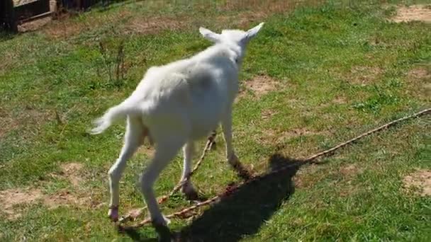 Biała Koza Wypasa Się Zielonej Trawie Rolnictwo Zbliżenie Moment Karmienia — Wideo stockowe