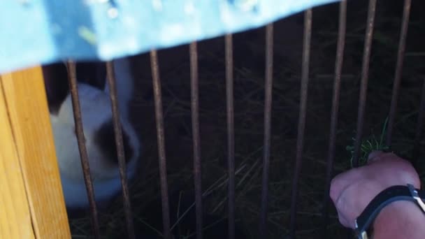 Eine Person Füttert Ein Kaninchen Einem Käfig Mit Gras Lebende — Stockvideo