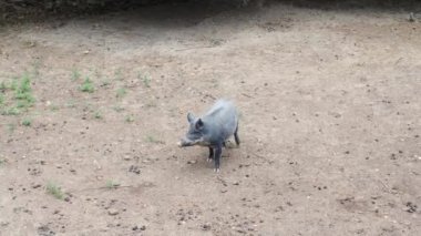 Yağmurlu bir günde bir yaban domuzu yiyecek aramak için çayırda yürür. Koyu saçlı domuz Sus Scrofa otlakta yiyecek arıyor.. 