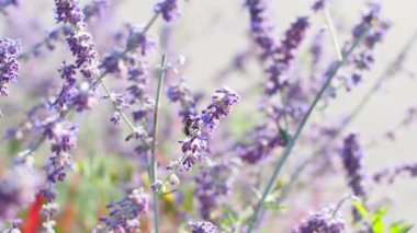 Bahçedeki seçici odak noktası mor kule çiçeği güneş ışığı, Salvia yangii veya Perovskia atriplisifolia. Doğanın çiçek desenli arka planı. Çiçek tarlasında çiçek açmış salvia çiçekleri.