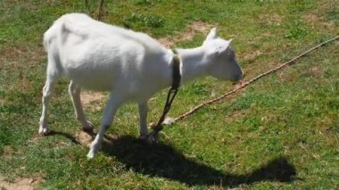 Beyaz keçi yeşil çimlerde otluyor. Çiftçilik. Yakın plan. Keçi besleme anı. Aç hayvan güneşli bir günde Karpatya dağlarında yeşil ot yer..