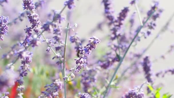 Selective Focus Violet Spire Flower Garden Sunlight Salvia Yangii Perovskia — Stock Video