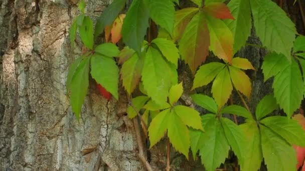 Lindas Folhas Vermelhas Irregulares Parthenocissus Quinquefolia Subindo Uma Árvore Grande — Vídeo de Stock