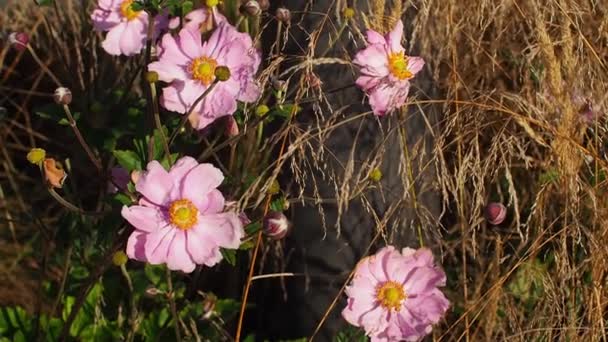Velmi Krásný Druh Sasanky Květ Podzimu Kvetoucí Sasanky Eriocapitella Tomentosa — Stock video