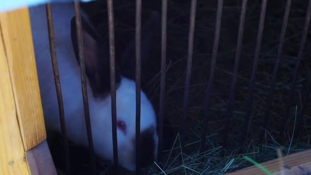 Person Feeds Grass Rabbit Cage Live Animal Cage Bunny Eats — Stock Video