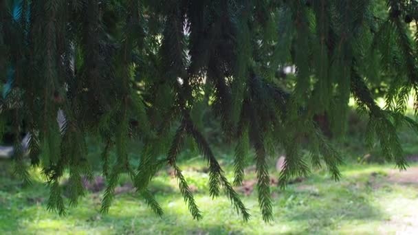 Натуральный Фон Дерева Хвойное Дерево Лесу Зеленая Ель Крупным Планом — стоковое видео