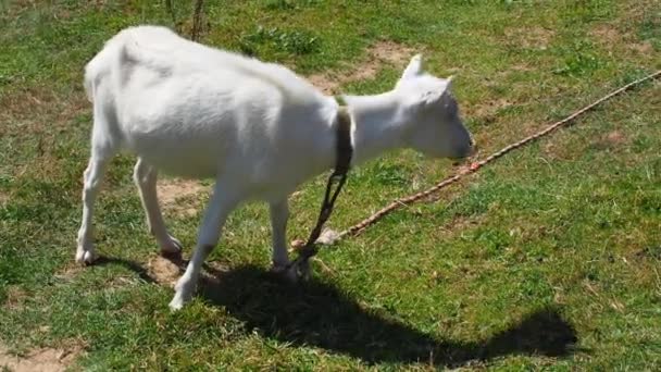 Bílá Koza Pásne Zelené Trávě Farmaření Detailní Záběr Kozí Krmítko — Stock video