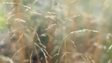 Ormandaki yabani otların seçici odak noktası Deschampsia cespitosa. Kırsal kesimde fazla gelişmiş bir tarla. Çayırda uzun kuru saplar, çiçekler ve bitkiler. Kopyalama alanı ile seçmeli odak.
