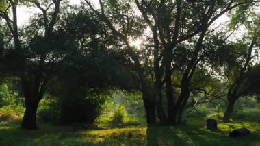 Ormandaki ağaçların arasından güneş ışığı ve güneş ışınları. Koruluktaki manzara büyüleyici sisli şafak vakti. Güneşin ağacın arkasından yükselmeye çalışması inanılmaz bir gün doğumu vaktidir. Parkta sonbahar sabahı.