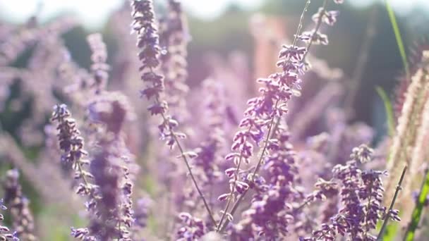 Bahçedeki Seçici Odak Noktası Mor Kule Çiçeği Güneş Işığı Salvia — Stok video