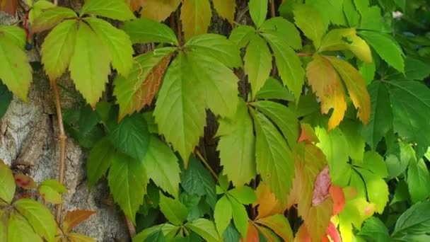 Hermosas Hojas Rojas Dentadas Parthenocissus Quinquefolia Trepando Sobre Gran Árbol — Vídeos de Stock
