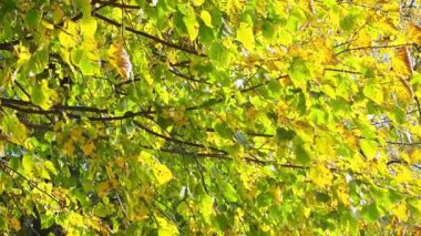 Tilia kordata ağacının dalları ve sarı yapraklar rüzgarda sallanıyor. Parkta sonbahar günü. Ağaçta yapraklar var, rüzgarda dalgalanıyor. Doğal arkaplan olarak sonbahar mevsiminde yeşilliğin canlı renkleri.