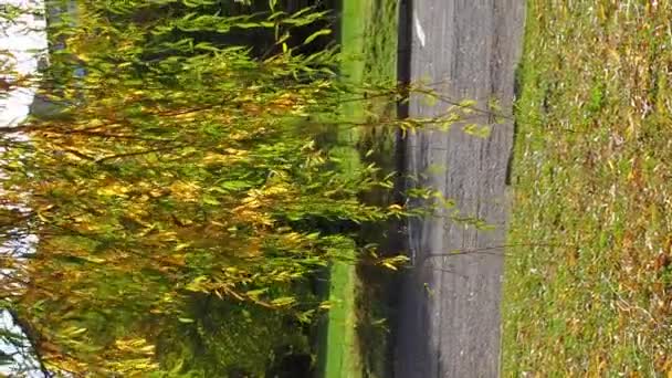 Гілки Верби Зелено Жовте Листя Ширяють Вітрі Осінній День Парку — стокове відео