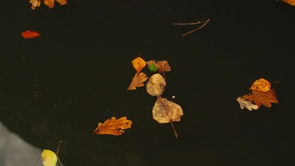 Падшие Листья Качаются Озере Отражения Воде Осенние Листья Плавают Поверхности — стоковое видео