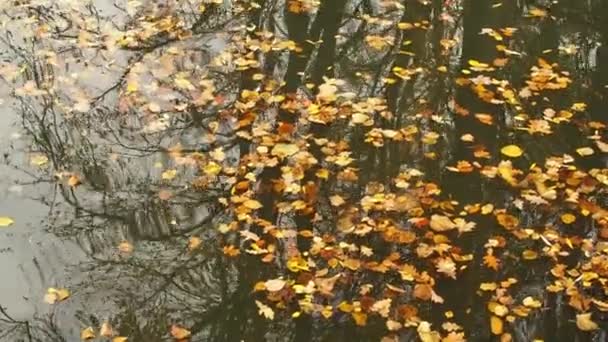 Падшие Листья Качаются Озере Отражения Воде Осенние Листья Плавают Поверхности — стоковое видео