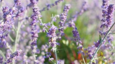 Bahçedeki seçici odak noktası mor kule çiçeği güneş ışığı, Salvia yangii veya Perovskia atriplisifolia. Doğanın çiçek desenli arka planı. Çiçek tarlasında çiçek açmış salvia çiçekleri.