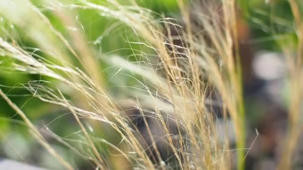 墨西哥干草的特写视频 多年生草本 线状茎 柔嫩细嫩的细毛状叶子 闪烁着银白色的圆锥花序 — 图库视频影像