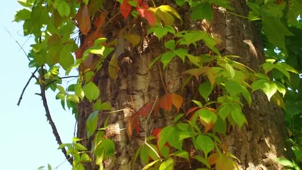 Vackra Taggiga Röda Blad Parthenocissus Quinquefolia Klättrar Ett Stort Träd — Stockvideo