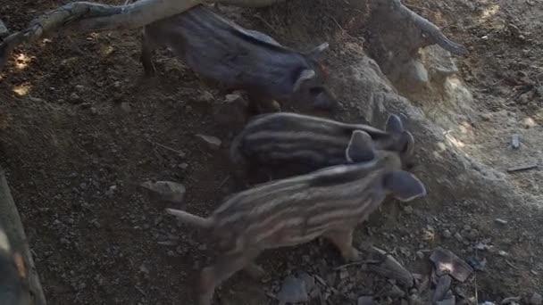 사랑스러운 돼지는 싸움을하고 있습니다 아기돼지들이함께놀고있습니다 숲에서 울타리 인클로저에 멧돼지 Sus — 비디오