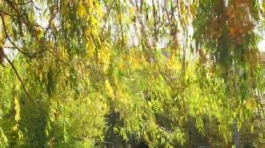 Söğüt ağacı dalları ve yeşil sarı yapraklar rüzgarda sallanıyor. Parkta sonbahar günü. Ağaçta yapraklar var, rüzgarda dalgalanıyor. Doğal arkaplan olarak sonbahar mevsiminde yeşilliğin canlı renkleri.