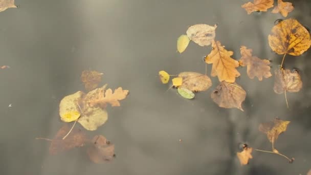 떨어진 호수에 흔들리고 반사됩니다 표면에 있습니다 연못에서 노란색 정밀한 비디오 — 비디오