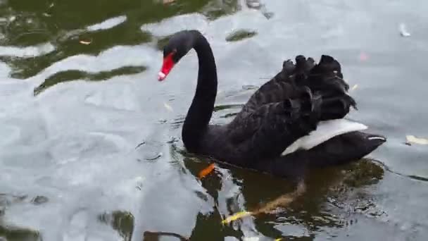 Belo Bico Vermelho Cisne Preto Real Cisne Negro Nadando Lago — Vídeo de Stock