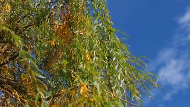 Ветви Ивы Зеленые Желтые Листья Колеблются Ветру Осенний День Парке — стоковое видео