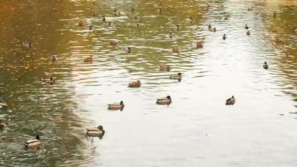 Gemeinsam Watscheln Enten Teich Ein Schwarm Wildvögel Schwimmt Herbstlichen See — Stockvideo