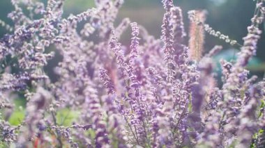 Bahçedeki seçici odak noktası mor kule çiçeği güneş ışığı, Salvia yangii veya Perovskia atriplisifolia. Doğanın çiçek desenli arka planı. Çiçek tarlasında çiçek açmış salvia çiçekleri.
