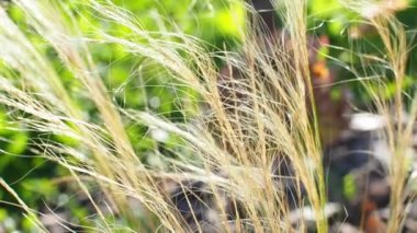 Kurutulmuş Meksika tüyü otunun yakın çekim videosu. Kompakt, uzun ömürlü çimenler, sert, iplik gibi saplar. Stipa tenuissima midilli kuyruğu parlayan gümüş renkli tenteler yumuşak, saçlara benzeyen yapraklar.