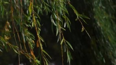 Söğüt ağacı dalları ve yeşil sarı yapraklar rüzgarda sallanıyor. Parkta sonbahar günü. Ağaçta yapraklar var, rüzgarda dalgalanıyor. Doğal arkaplan olarak sonbahar mevsiminde yeşilliğin canlı renkleri.