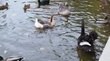 Güzel kırmızı gagalı kraliyet siyah kuğusu. Siyah kuğu, gri kazlar ve ördekler gölde yüzüyor ve suda yüzüyor. Göletteki güzel kuşlar. Halka açık bir parkta siyah kuğular otları topluyordu..